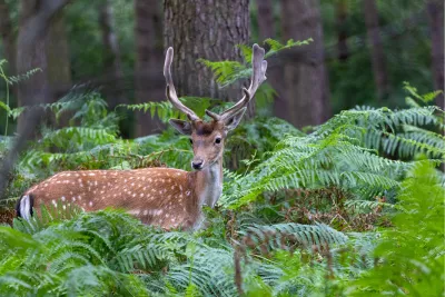 Wie spot wie?, de foto
