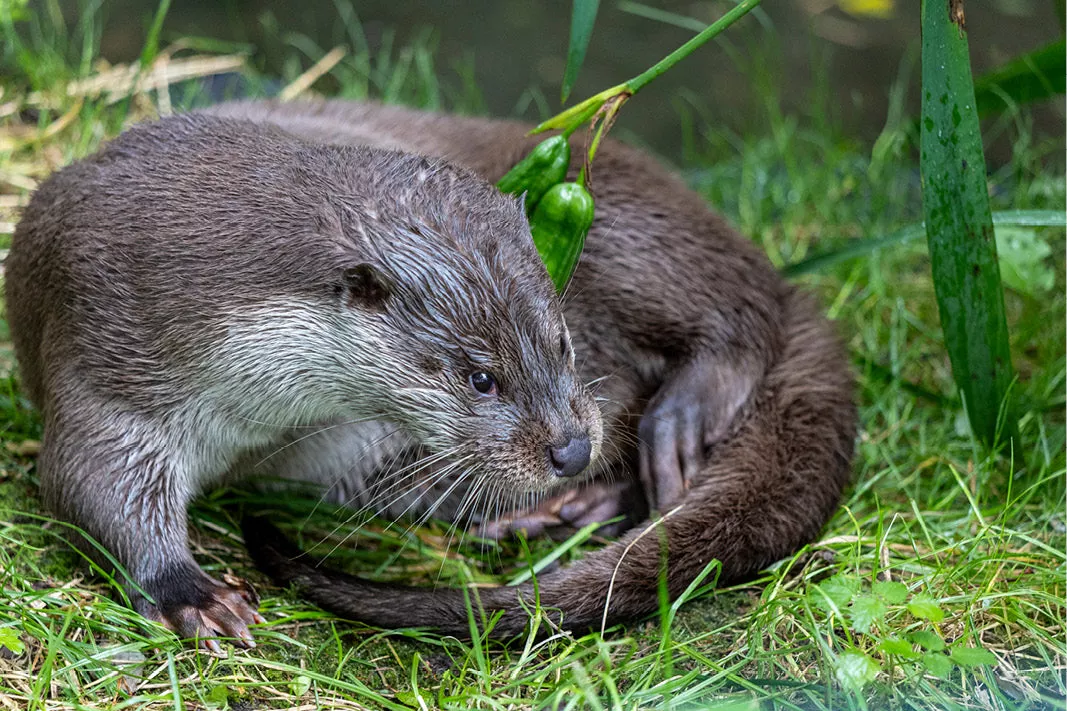 Bruine otter opgerold in het gras met gedraaide kop en natte vacht