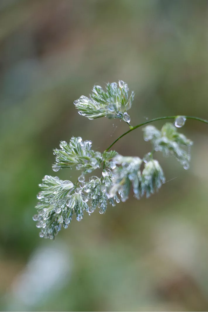 Bloeiend grasje met dauwdruppels op de pluimen tegen een wazige groene achtergrond