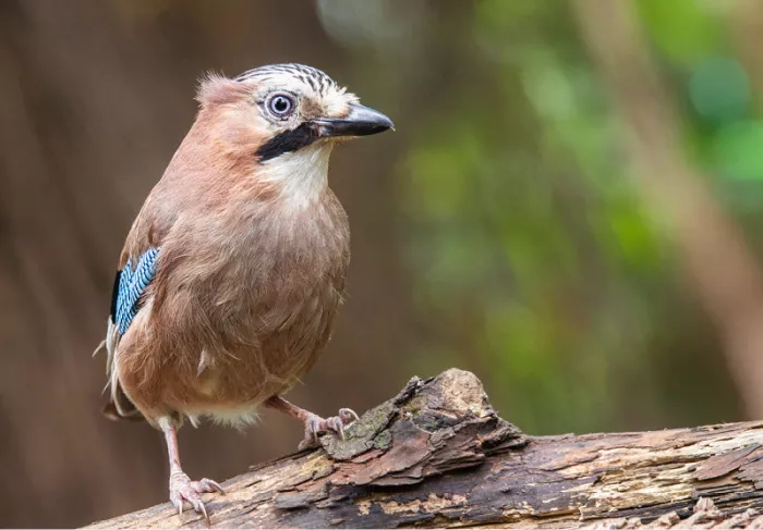 Vlaamse gaai met blauwe vleugelveren op een oude boomstam tegen een wazige bosachtergrond