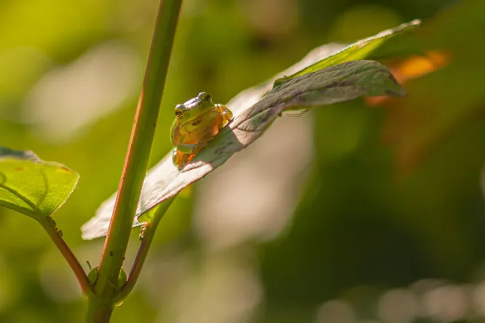 Kleine boomkikker op een blad aan een groene stengel in warm tegenlicht met wazige achtergrond