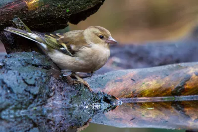 Vink in de spiegel, de foto
