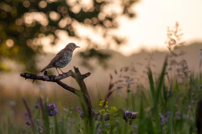 Zanglijster op een kale tak boven een bloemenveld in warm, goudkleurig tegenlicht