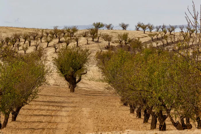 Lange rijen amandelbomen op droge, okerkleurige grond die over een heuvel naar de horizon lopen