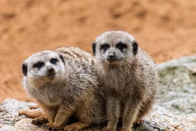 Twee op de uitkijk, de foto