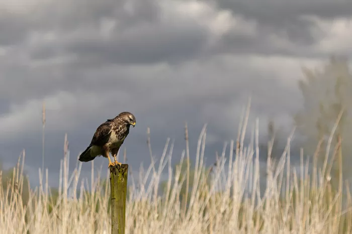 Buizerd op een houten paal in hoog riet onder een donkere, bewolkte lucht
