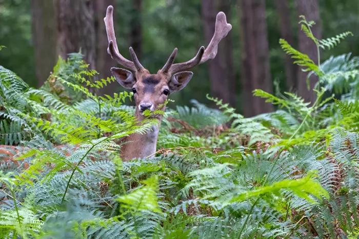 Damhert met groot gewei tussen hoge groene varens in het bos, recht in de camera kijkend