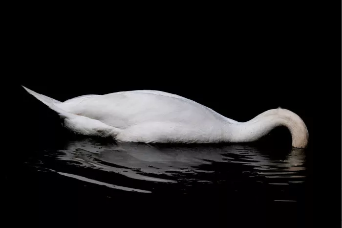 Witte zwaan met de kop onder water tegen een zwarte achtergrond, met spiegeling in het water