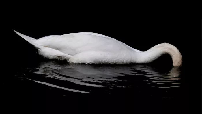 Zwaan met gebogen hals en kop onder water in breed formaat, tegen een zwarte achtergrond