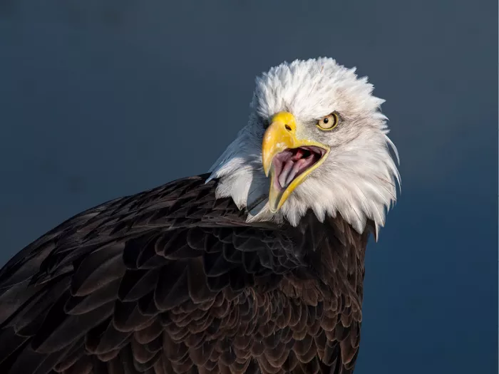 Amerikaanse zeearend met witte kop en gele snavel roept met open bek, tegen een donkerblauwe achtergrond