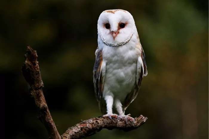 Kerkuil zit rechtop op een kale tak en kijkt naar de kijker, tegen een donkere achtergrond