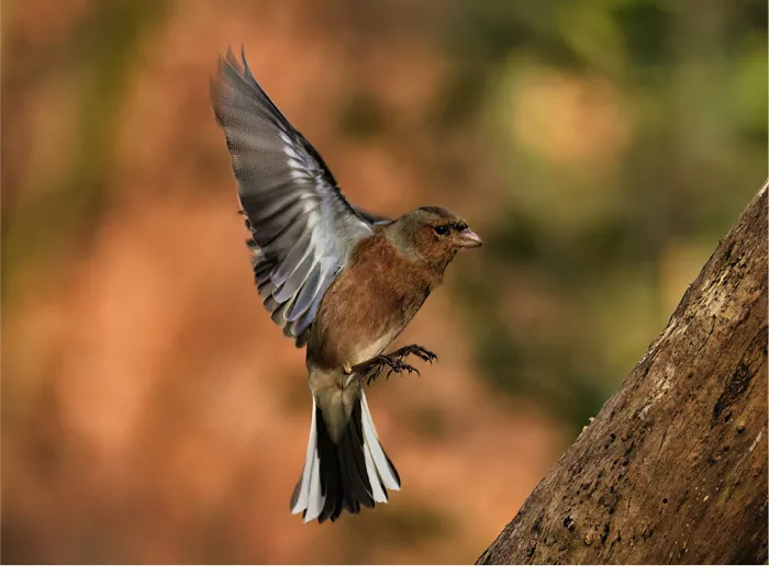 Vink fladdert met opgeheven vleugels in de lucht naast een schuine boomstam