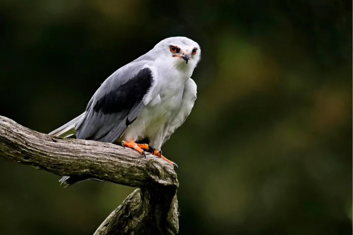 Grijze wouw met rode ogen en zwarte schoudervlek op een verweerde tak