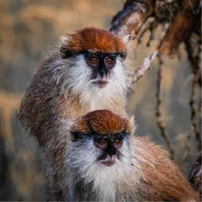 Aap duo, de foto