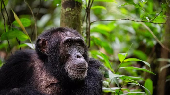 Chimpansee zit tussen groene bladeren en kijkt opzij