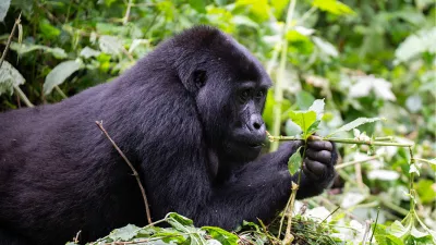 Gorilla, de foto