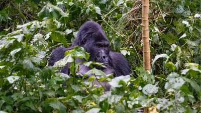 Gorilla Zilverrug, de foto