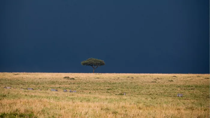 Goudgele savanne met één acaciaboom en zebra's onder een donkerblauwe onweerslucht