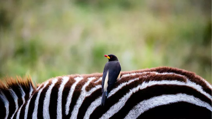 Geelsnavelossenpikker zit op de gestreepte rug van een zebra tegen een groene achtergrond