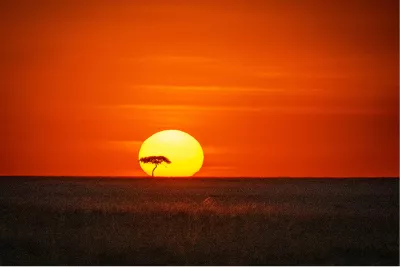 Eenzame boom voor de zonneschijf, de foto