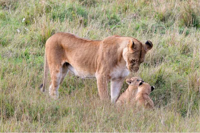 Leeuwin met 2 welpen, de foto