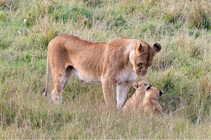 Leeuwin buigt zich naar twee kleine welpen in hoog gras