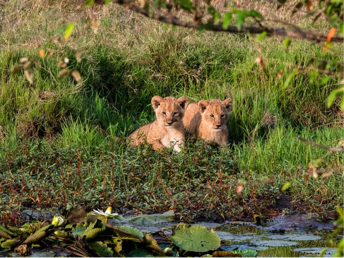 Twee leeuwenwelpen liggen naast elkaar in het gras bij een waterplas