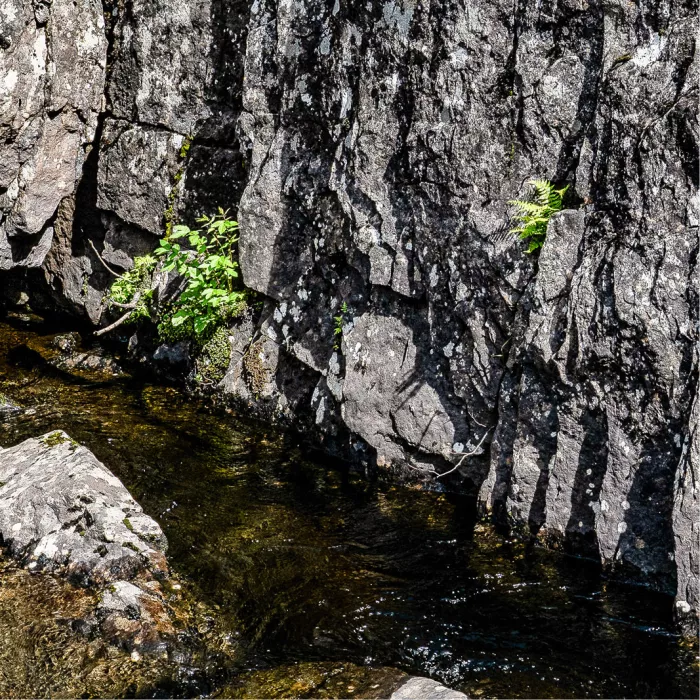 Groene plantjes groeien in de spleten van een grijze rotswand boven donker water