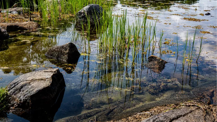 Grasstengels en keien in helder ondiep water met reflecties van de lucht