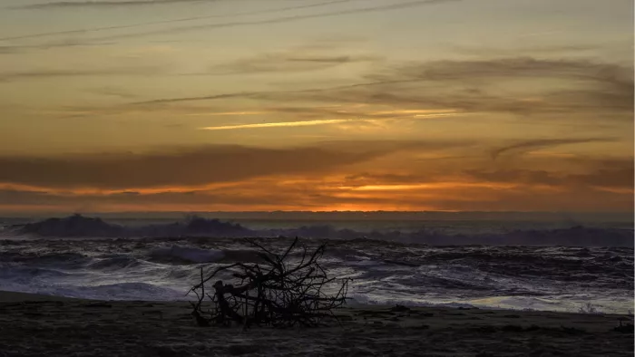 Aangespoelde takken als silhouet op het strand bij zonsondergang met oranje wolken