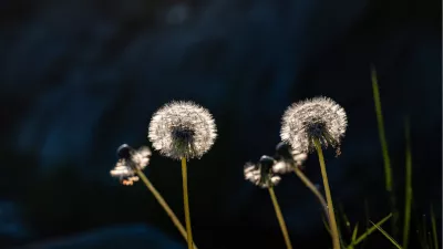 Paardebloemen, de foto
