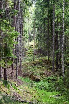 Bos, de foto
