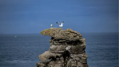 Meeuwen op de rotsen, de foto