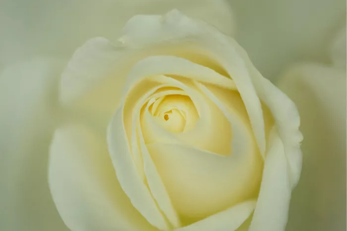 Crèmewitte roos van dichtbij met zachte bloembladen rond een lichtgeel hart