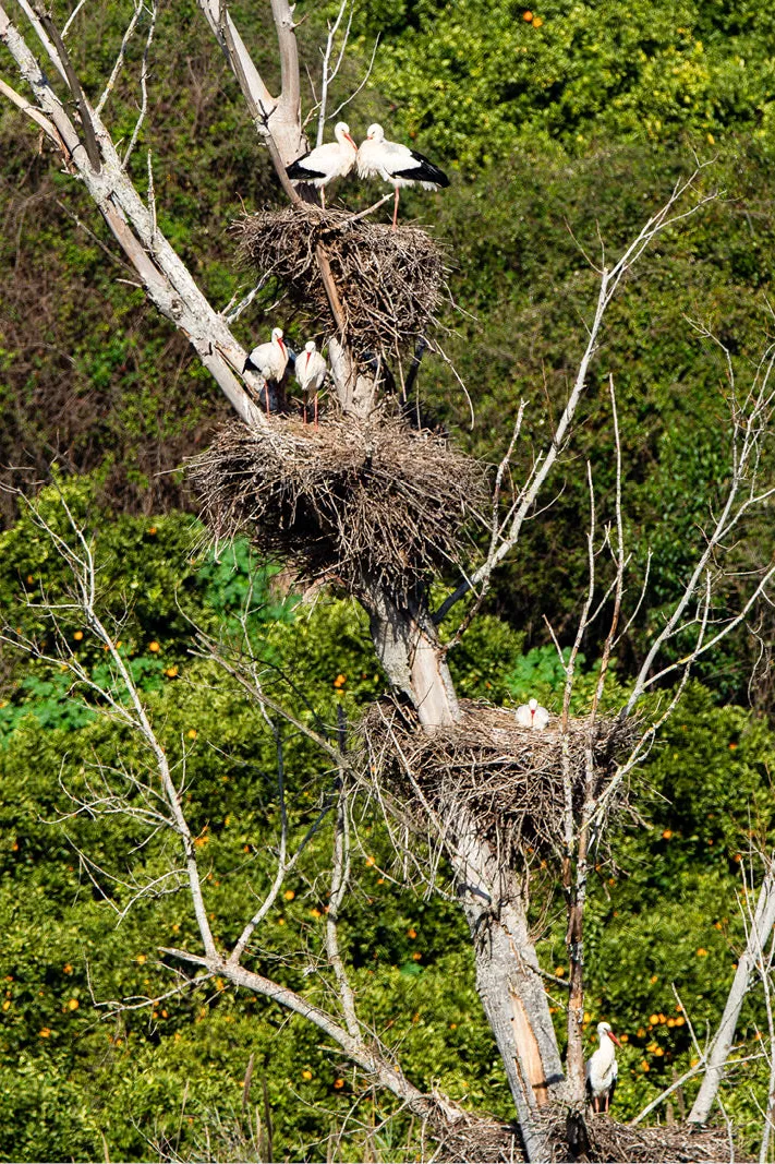 Dode boom met drie ooievaarsnesten boven elkaar en ooievaars erop