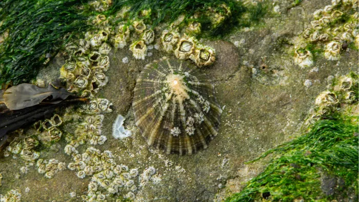 Kegelvormige schelp tussen zeepokken en groen wier op een rots