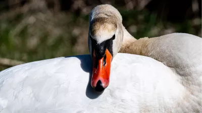 Zwaan houdt een oogje in het zeil, de foto