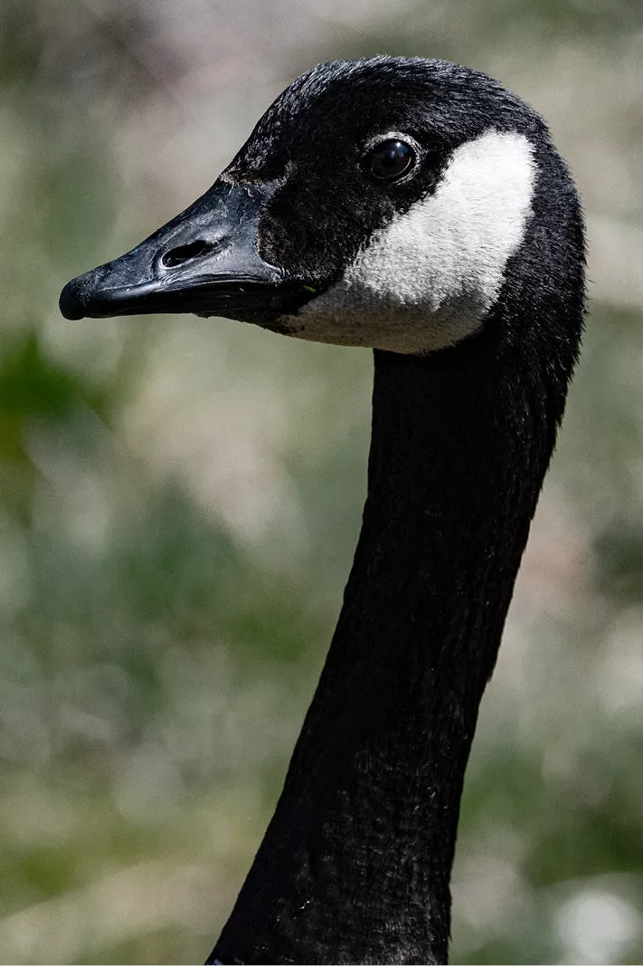 Kop en hals van een Canadese gans met witte wangband