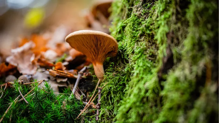 Bruine paddenstoel tegen een bemoste stam tussen herfstbladeren