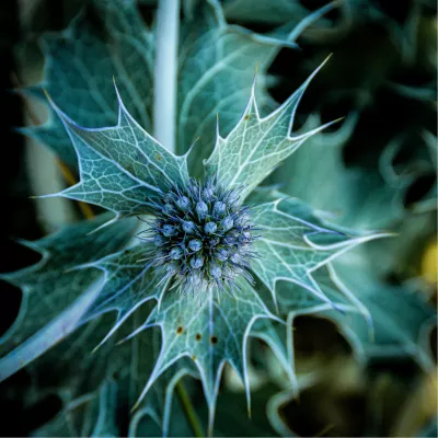 Kruisdistel, de foto