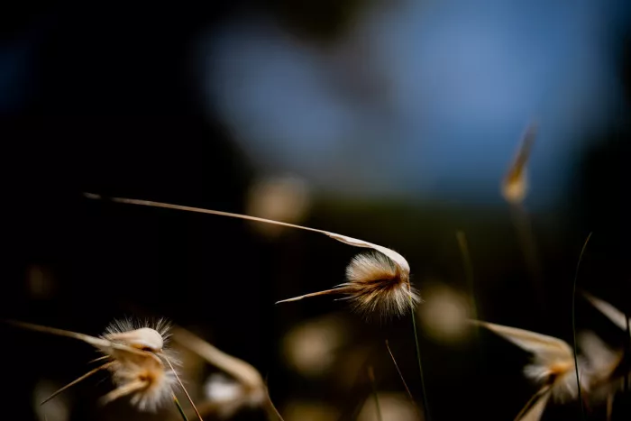 Pluizige grasaren in tegenlicht voor een donkere, blauwe achtergrond