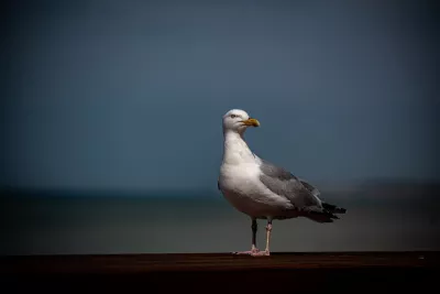 Zilvermeeuw op wacht, de foto