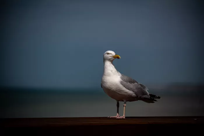 Zilvermeeuw staat op een donkere balk tegen een wazige blauwgrijze zee