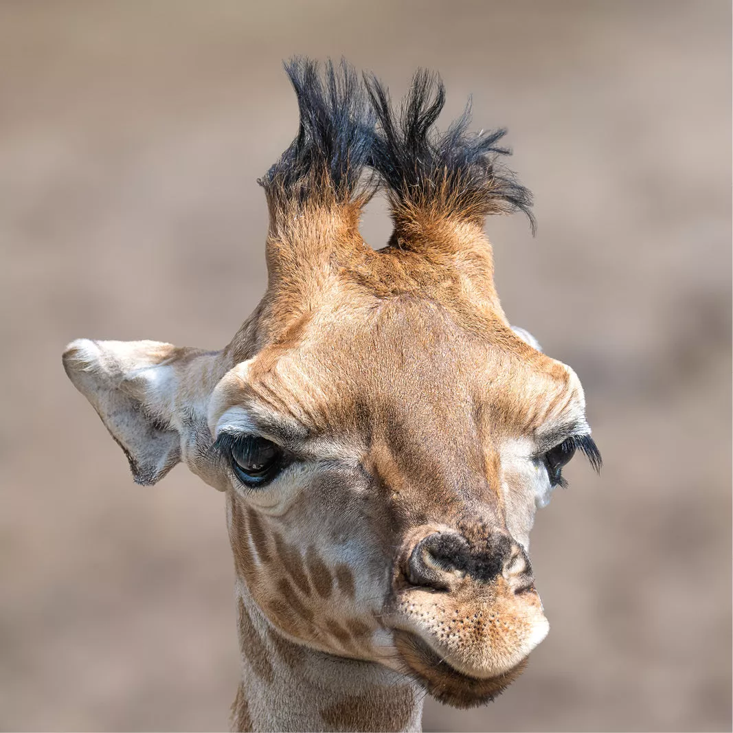 Jonge giraffe met donzige hoornstompjes en lange wimpers kijkt recht in de lens