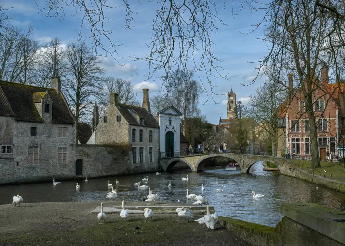 Groep witte zwanen verzamelt bij het water aan de ingang van het Brugse Begijnhof, met een stenen boogbrug en historische gevels op de achtergrond onder een blauwe lucht.