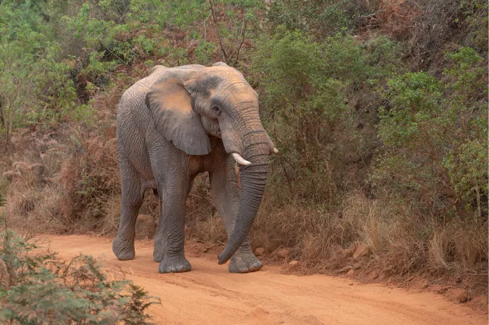 Olifant loopt over een roodbruine zandweg tussen groen en droog struikgewas