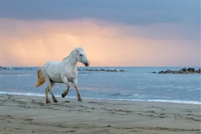 Wit paard in de Camargue, de foto