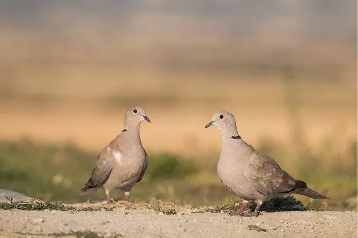 Twee duiven met een zwarte halsband staan tegenover elkaar op de kale grond, met een wazig veld op de achtergrond in warm tegenlicht.
