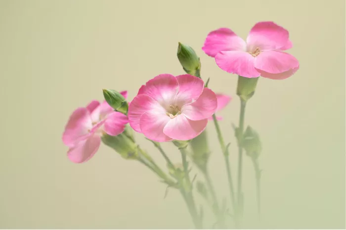 Roze bloemen met franjerige kroonbladen op slanke stengels tegen een pastelgroene achtergrond