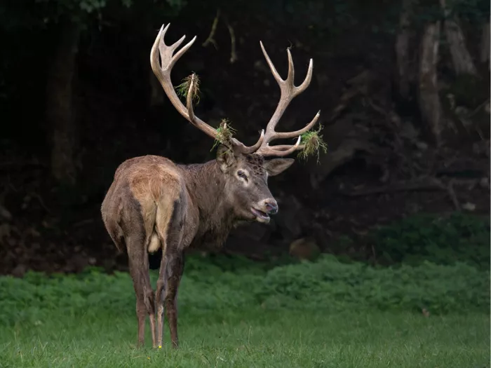 Mannetjeshert met een indrukwekkend gewei vol grasresten roept met open bek, temidden van varens in een schaduwrijk bos in de Ardennen.